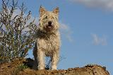 BOUVIER DES ARDENNES 307